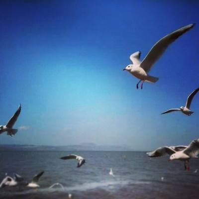 战无不胜果盘版下载